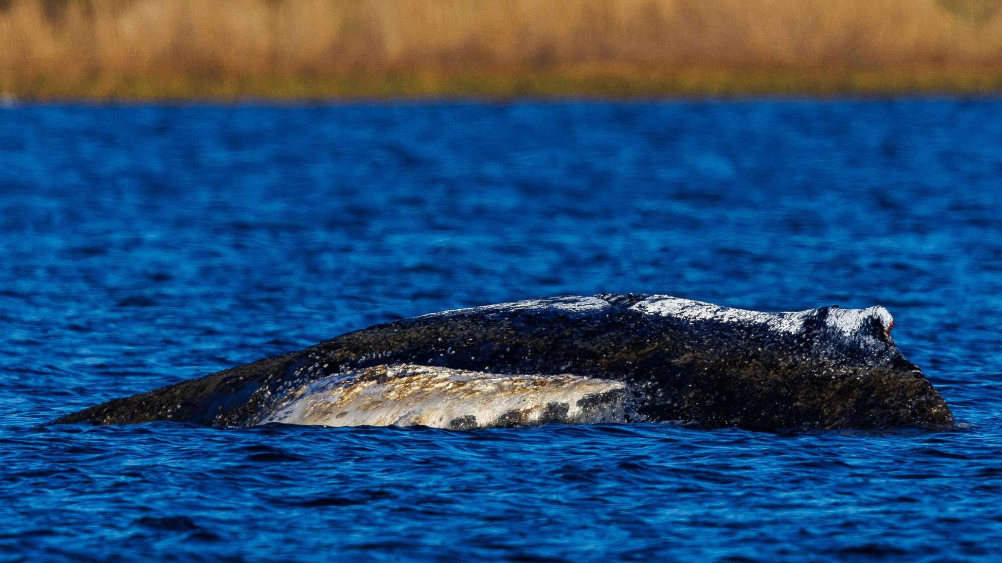 Weitere Entwicklung zum Buckelwal in der Ostsee