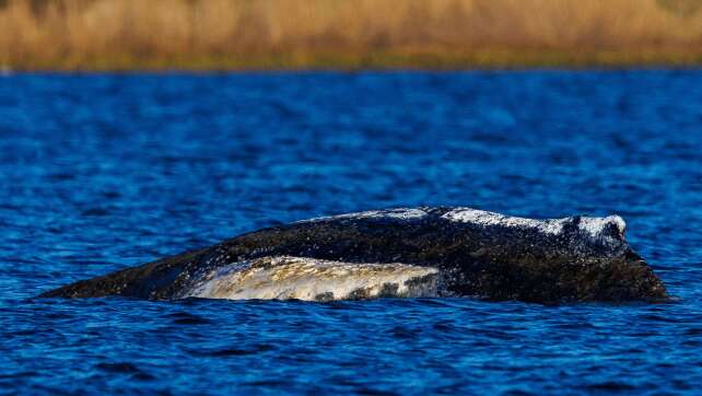 Neue Aktion am Buckelwal – Team kämpft mit Ausfällen