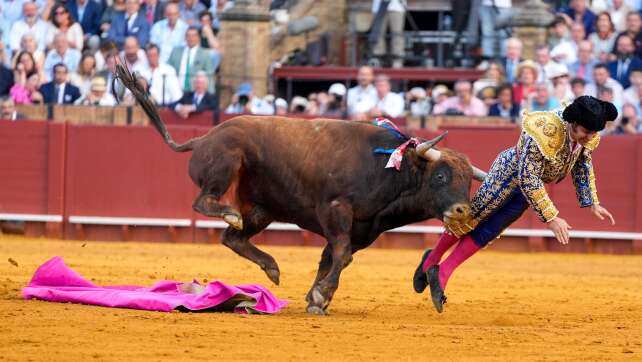 Schwere Verletzung in Sevilla: Stier spießt Torero auf