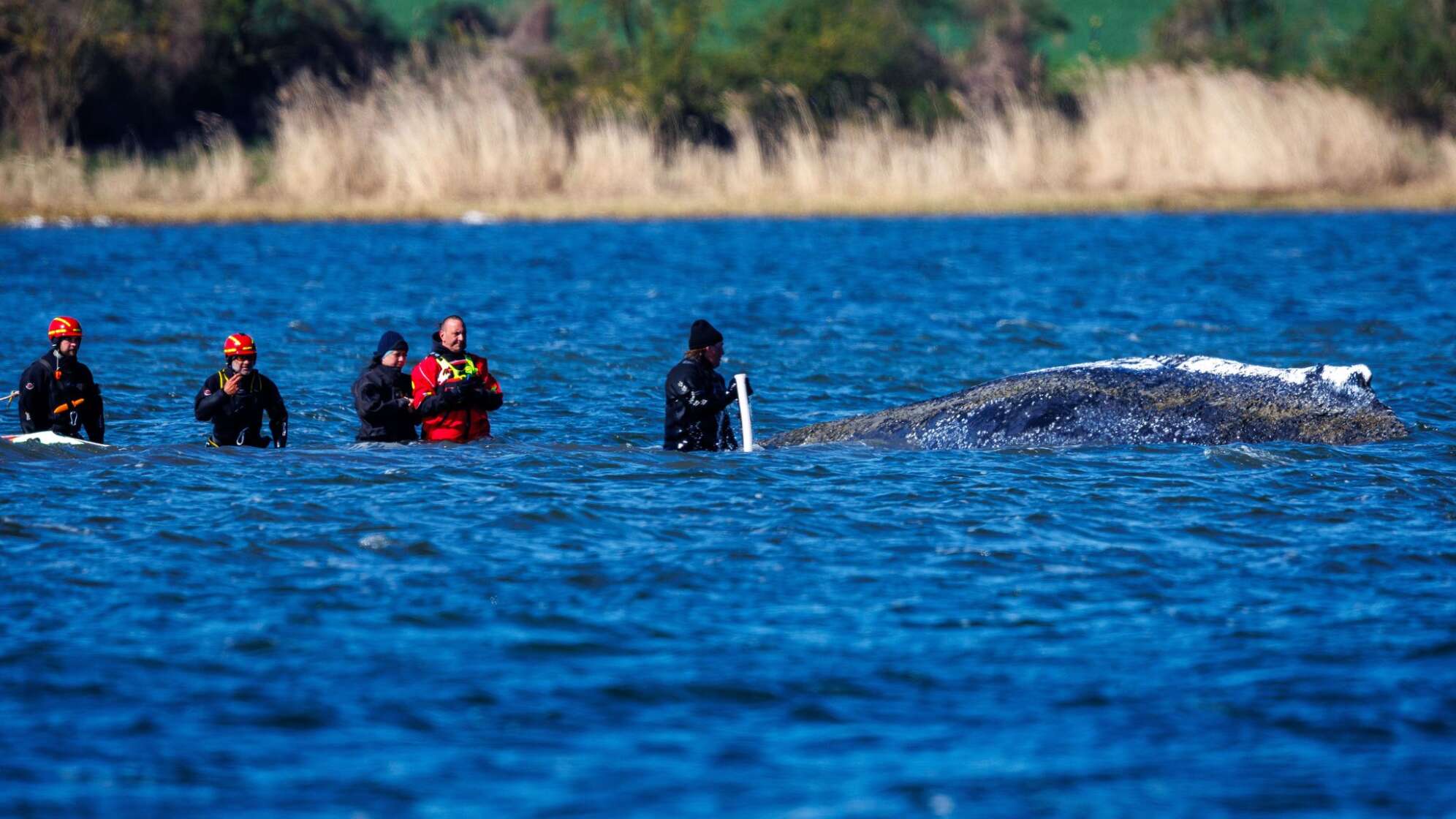 Weitere Entwicklung zum Buckelwal in der Ostsee