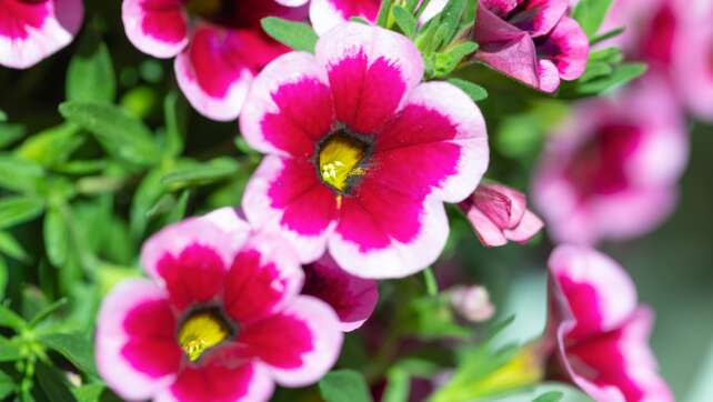 Feenstaub – Das kleine Feenröckchen ist Bayerns Pflanze des Jahres und sorgt mit seiner Farbenpracht für gute Laune auf Balkon und im Garten