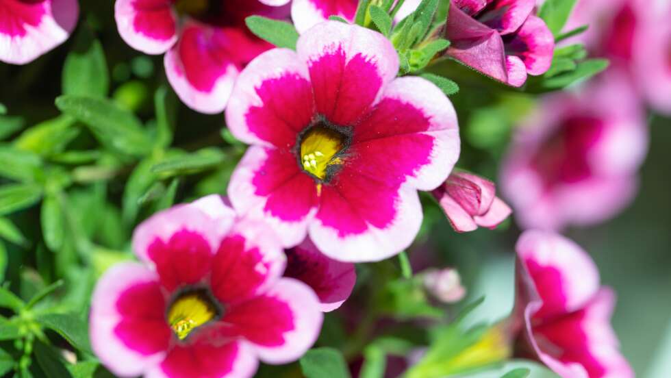 Feenstaub – Das kleine Feenröckchen ist Bayerns Pflanze des Jahres und sorgt mit seiner Farbenpracht für gute Laune auf Balkon und im Garten