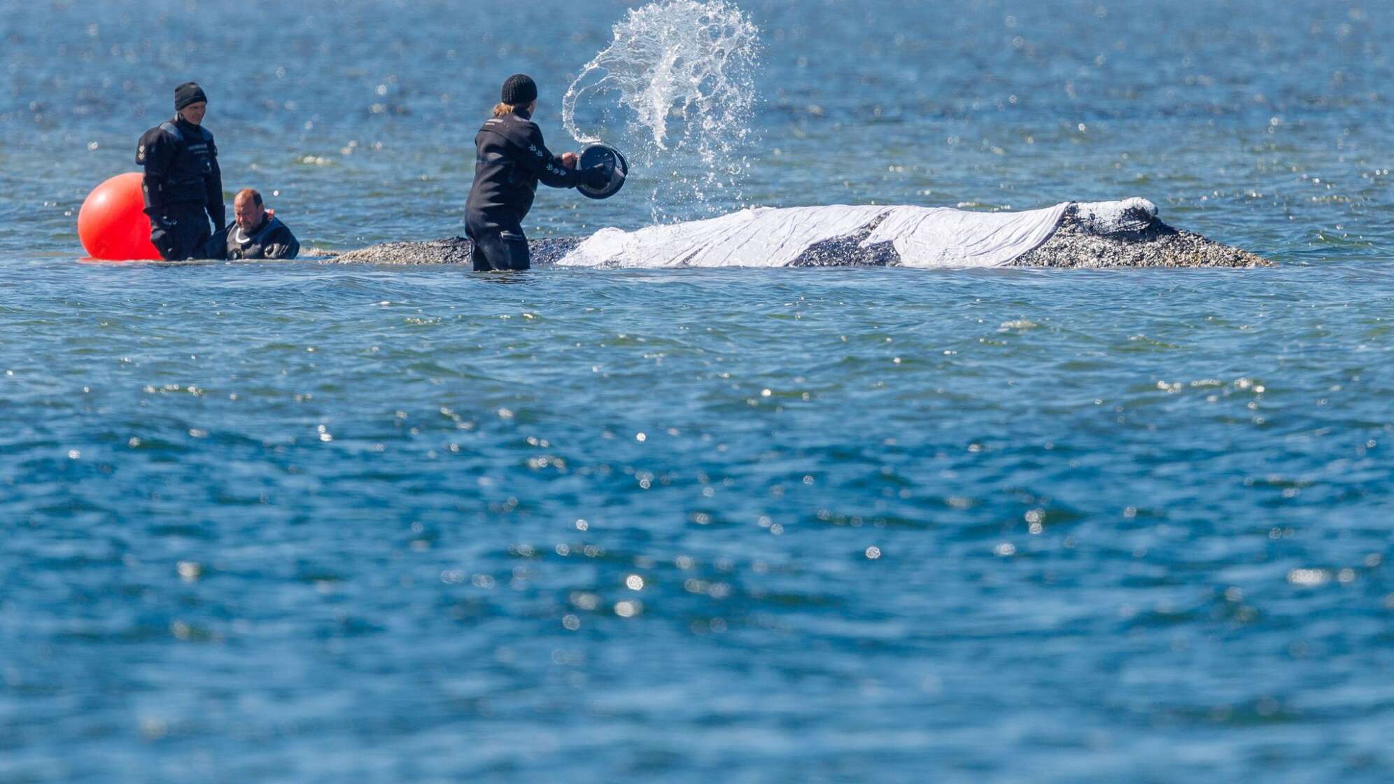 Weitere Entwicklung zum Buckelwal in der Ostsee