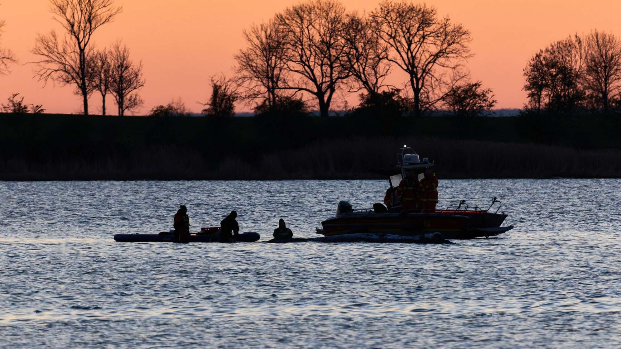 Weitere Entwicklung zum Buckelwal in der Ostsee
