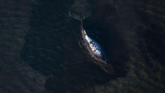 Buckelwal liegt noch in Bucht - «Er war nicht so aktiv»