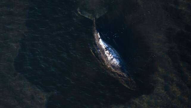 Wal-Drama: Rettungsteam will nun auf Lastkahn setzen