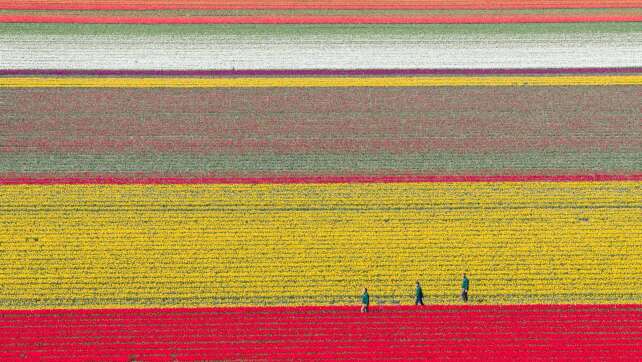 Blühende Landschaften – Tulpenfelder öffnen für Besucher