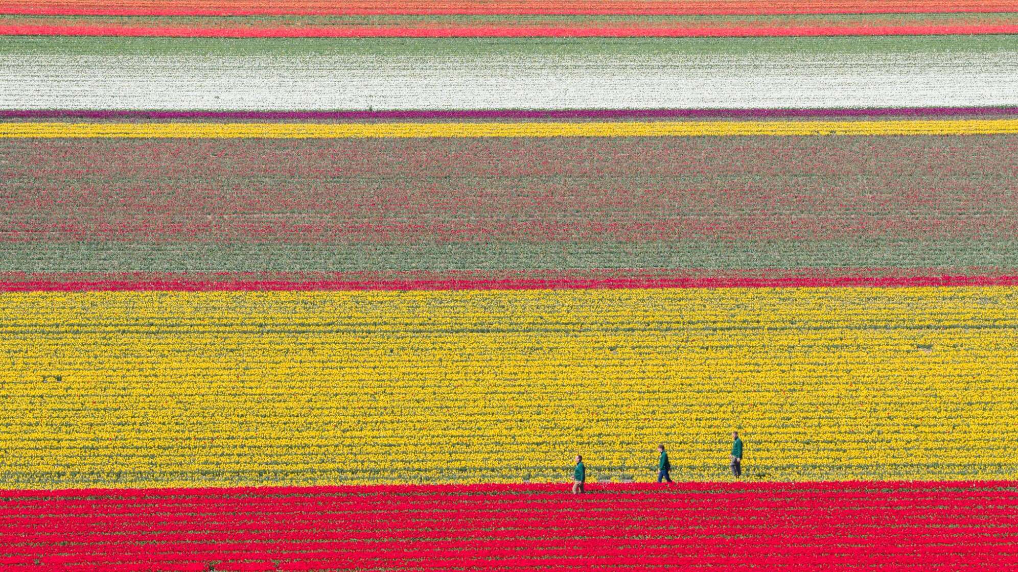 Millionen Tulpen wachsen im Landkreis Gifhorn