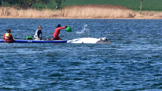 Entscheidung über neuen Plan für Wal-Rettung vertagt