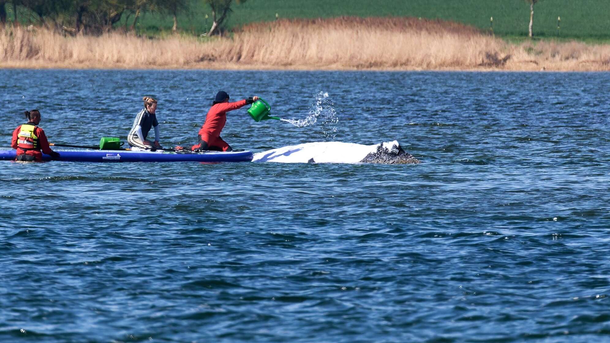 Weitere Entwicklung zum Buckelwal in der Ostsee