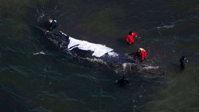 Wal liegt weiterhin vor Poel - Rinne wird gebaggert