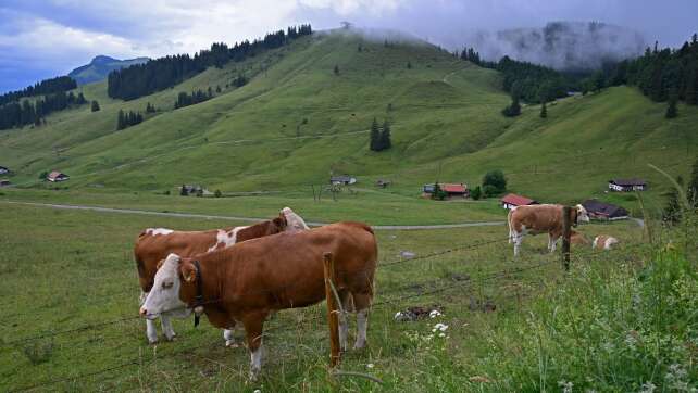 Nächtlicher Unfall: Ausgebüxte Jungrinder laufen vor Auto