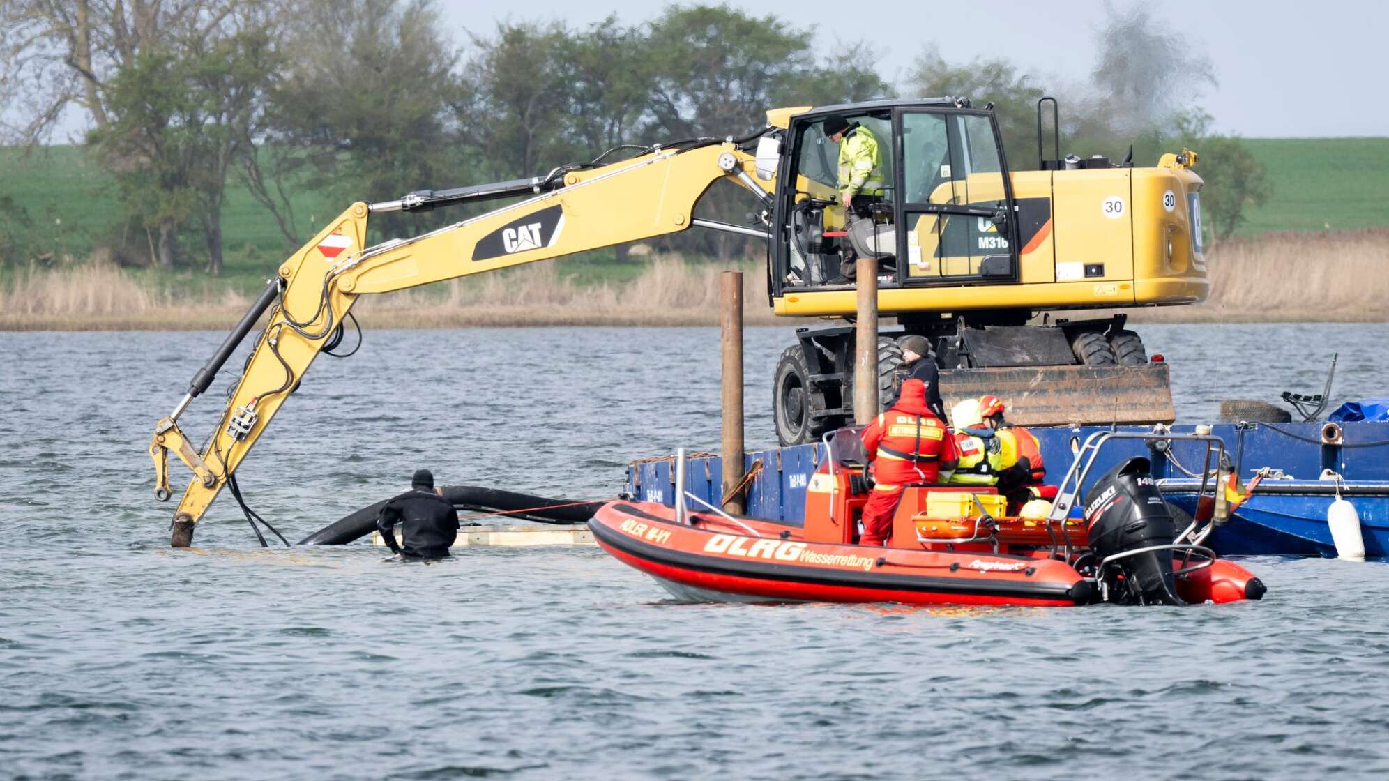 Weitere Entwicklung zum Buckelwal in der Ostsee