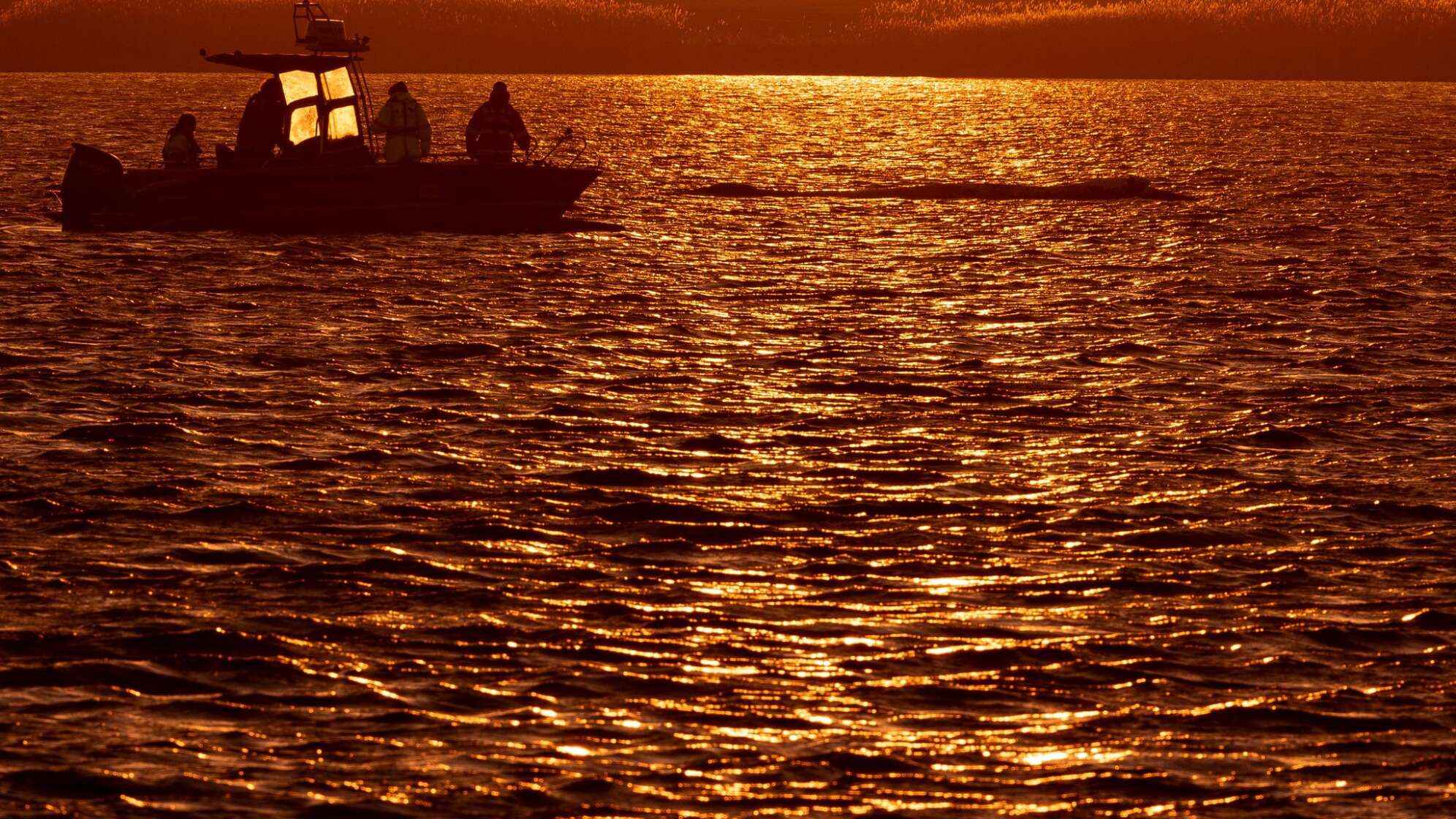 Weitere Entwicklung zum Buckelwal in der Ostsee