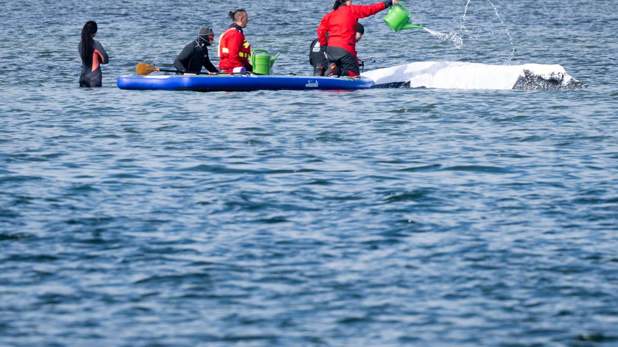 Weitere Entwicklung zum Buckelwal in der Ostsee