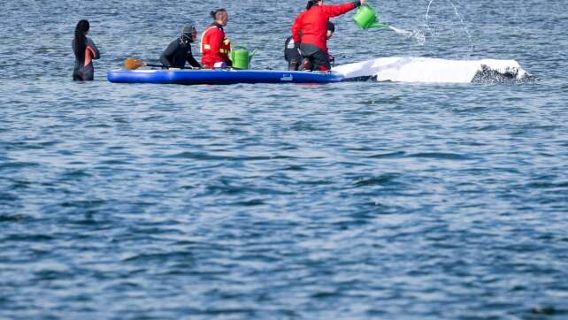 Viel Wal-Drama in Deutschland - anderswo nicht