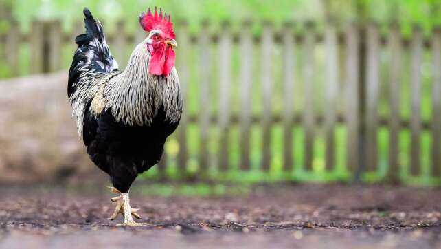 Gockel rennt über Straße und verursacht Auffahrunfall