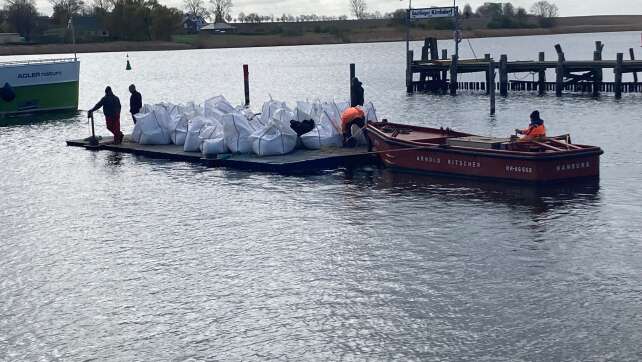Sandsäcke sollen Wal vom Flachwasser abhalten