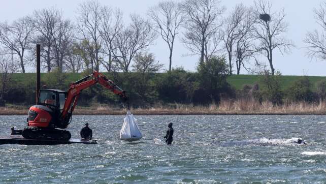 Warten auf Transportkahn - oder schwimmt der Wal selbst los?
