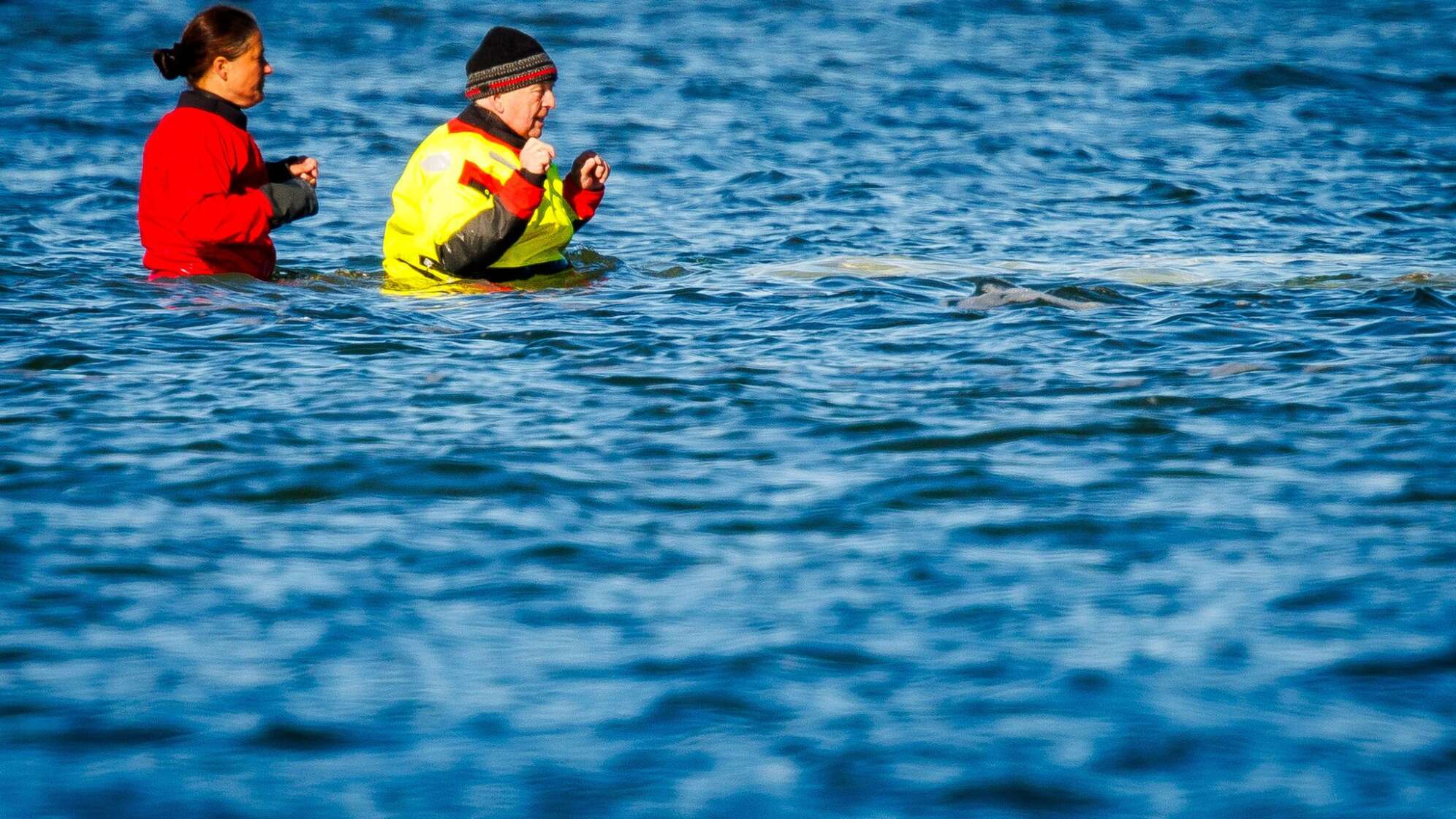 Weitere Entwicklung zum Buckelwal in der Ostsee