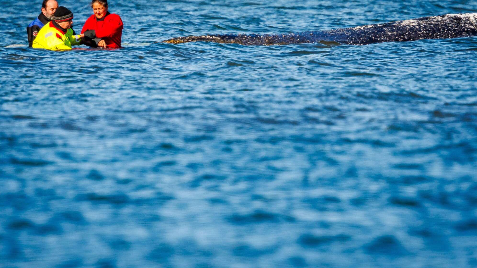 Weitere Entwicklung zum Buckelwal in der Ostsee