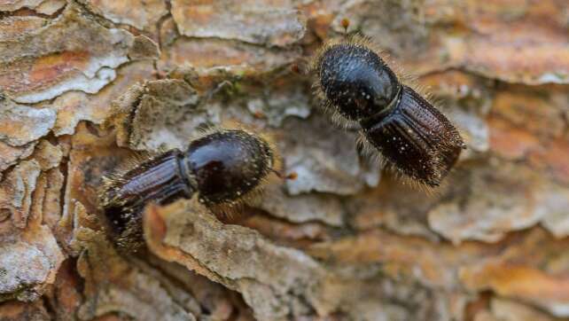 Borkenkäfer in Wäldern des Freistaats stark reduziert
