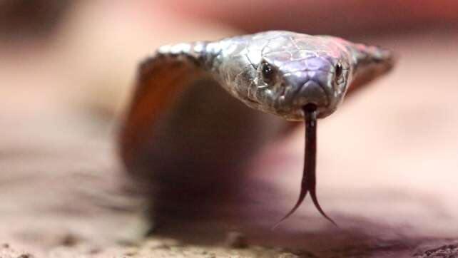 Schlangenbeschwörung im Hotel - deutscher Urlauber stirbt