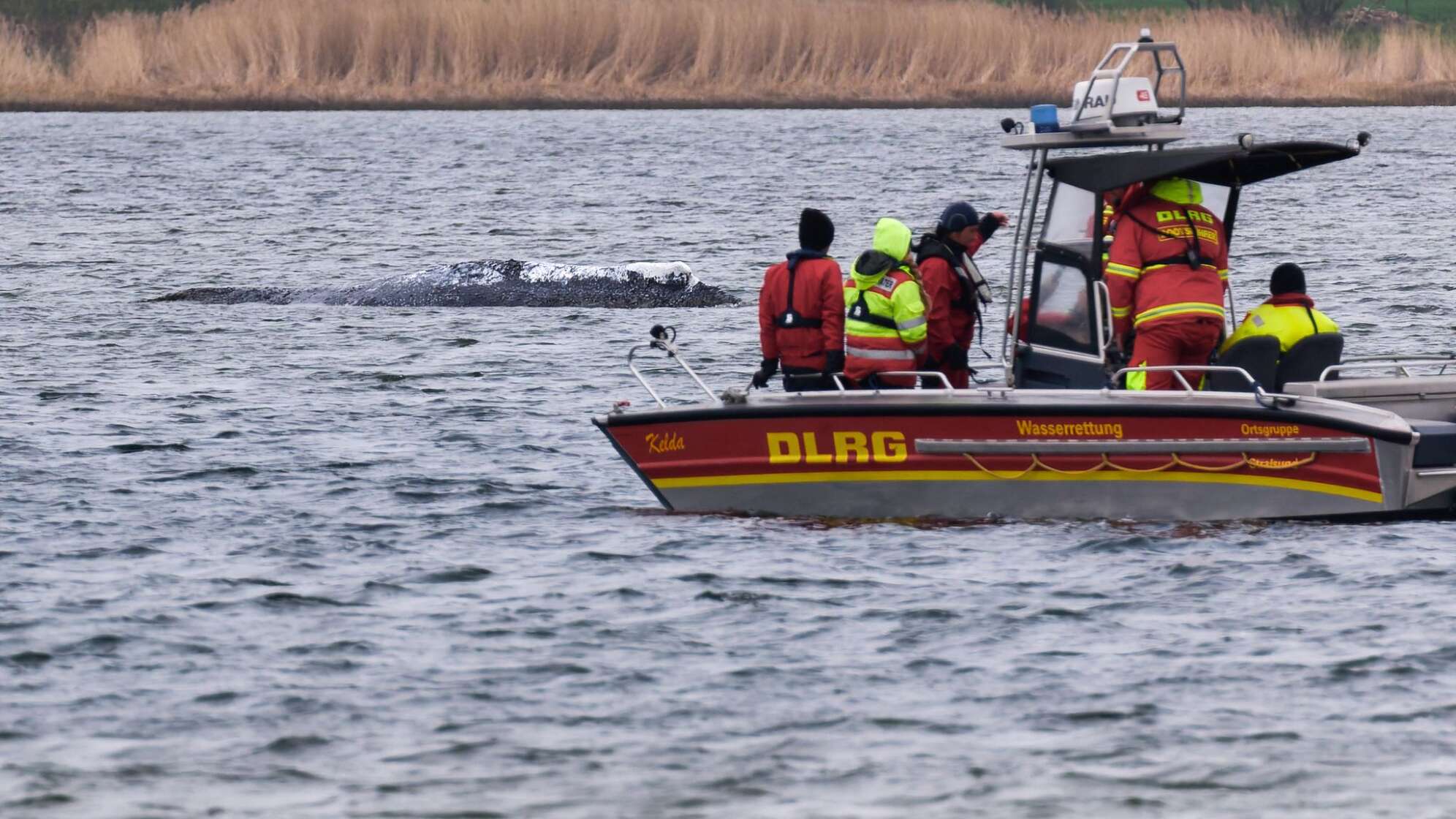 Weitere Entwicklung zum Buckelwal in der Ostsee