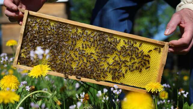 Imker erleidet nach Bienenstich Schock - Autos angefahren