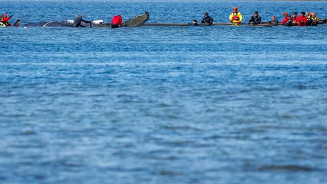 Buckelwal in Lastkahn für den Transport angekommen