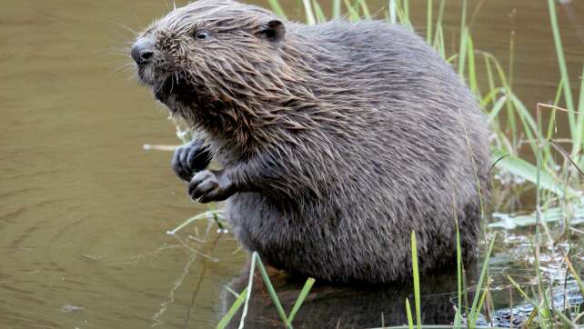 Endstation Altstadt: Biber auf schwieriger Reviersuche