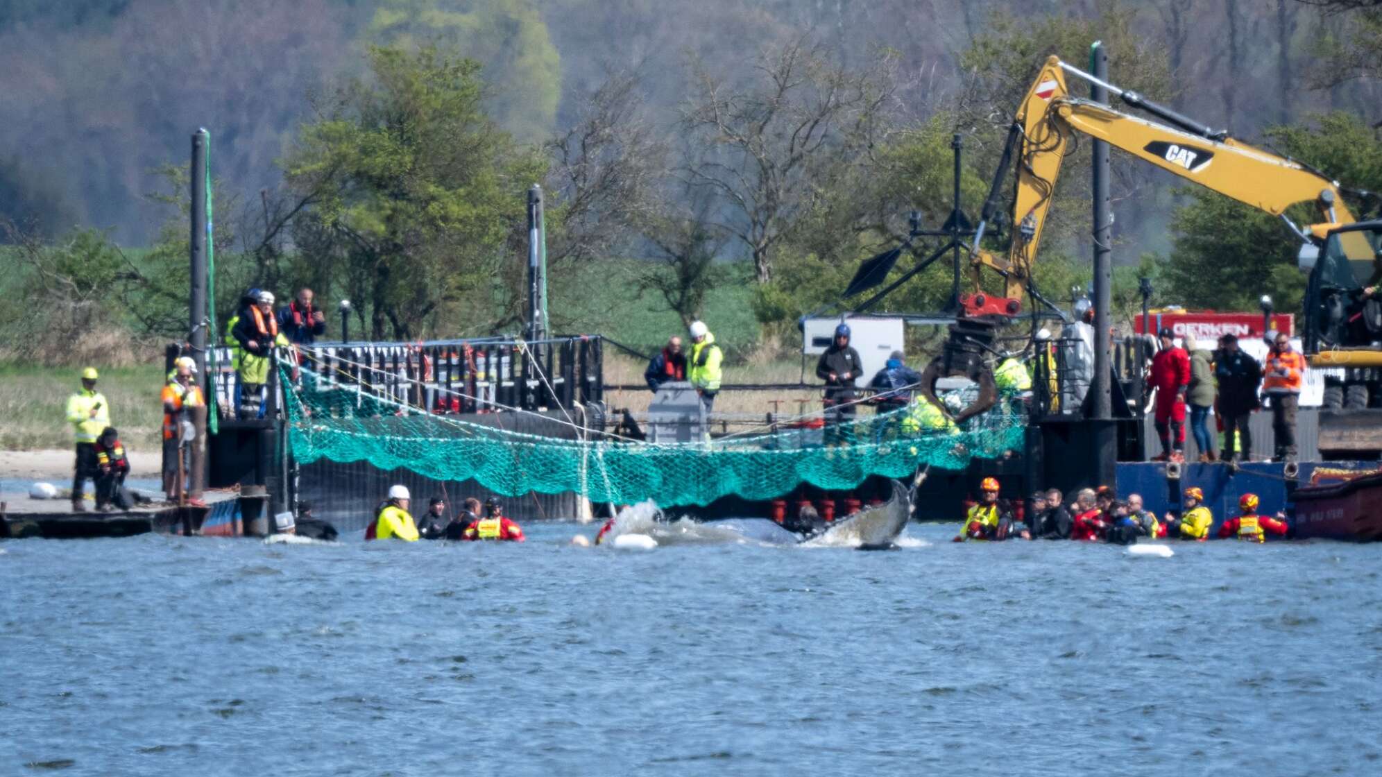 Weitere Entwicklung zum Buckelwal in der Ostsee