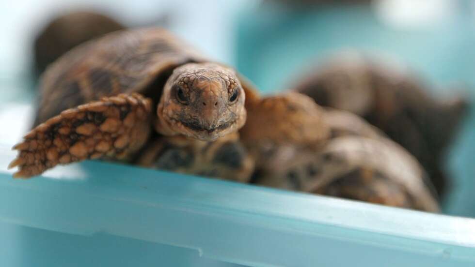 30 Schildkröten am Körper: Frau am Flughafen Bangkok gefasst