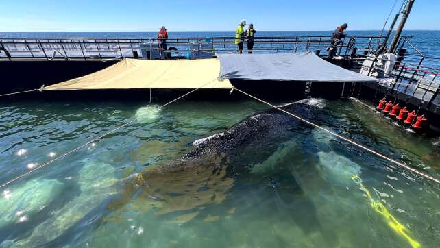 Jubel und Zweifel – Wie geht’s weiter mit dem Wal?