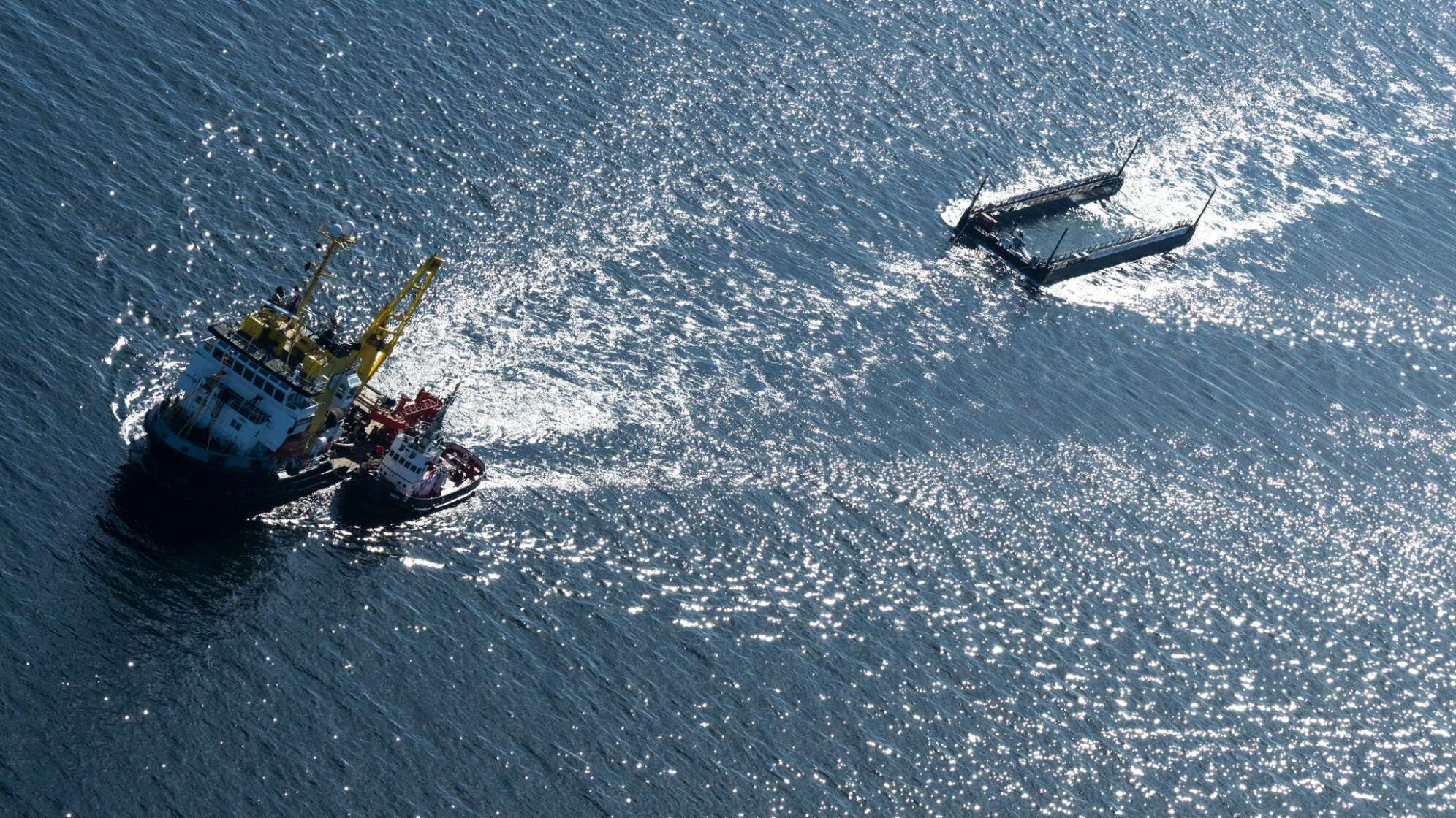 Weitere Entwicklung zum Buckelwal in der Ostsee
