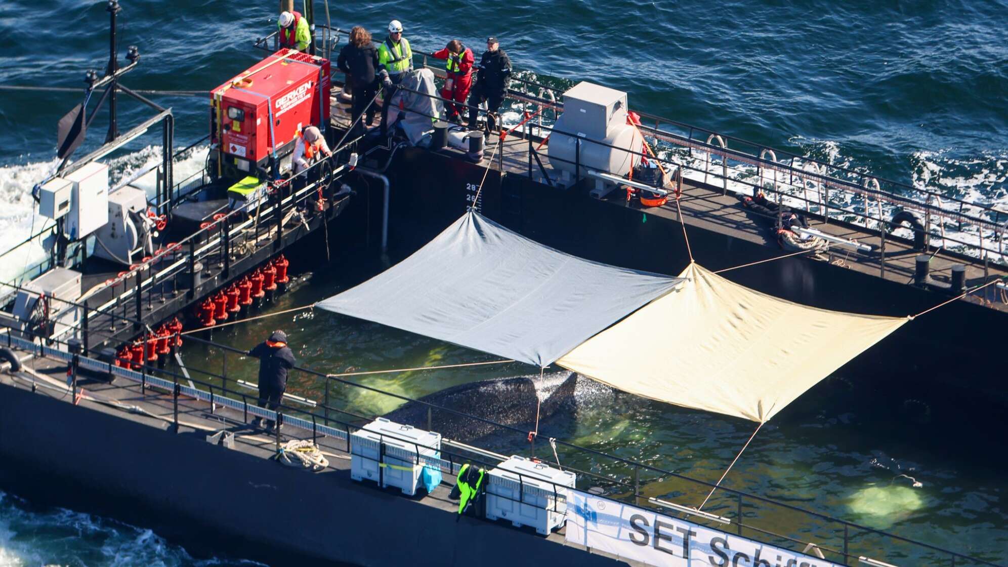 Weitere Entwicklung zum Buckelwal in der Ostsee