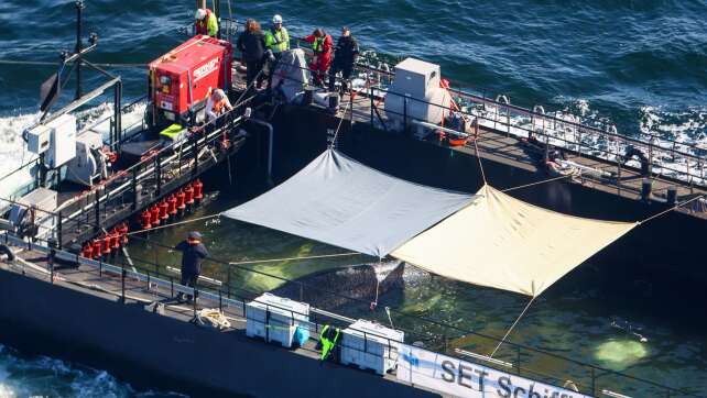 Transportboot mit gestrandetem Wal noch lange nicht am Ziel