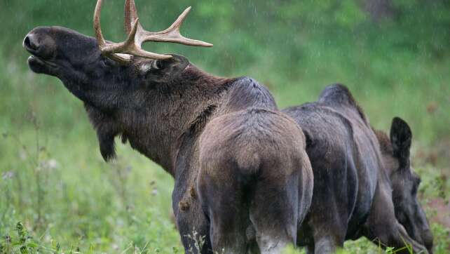 Ist ein Elch in Niederbayern unterwegs?