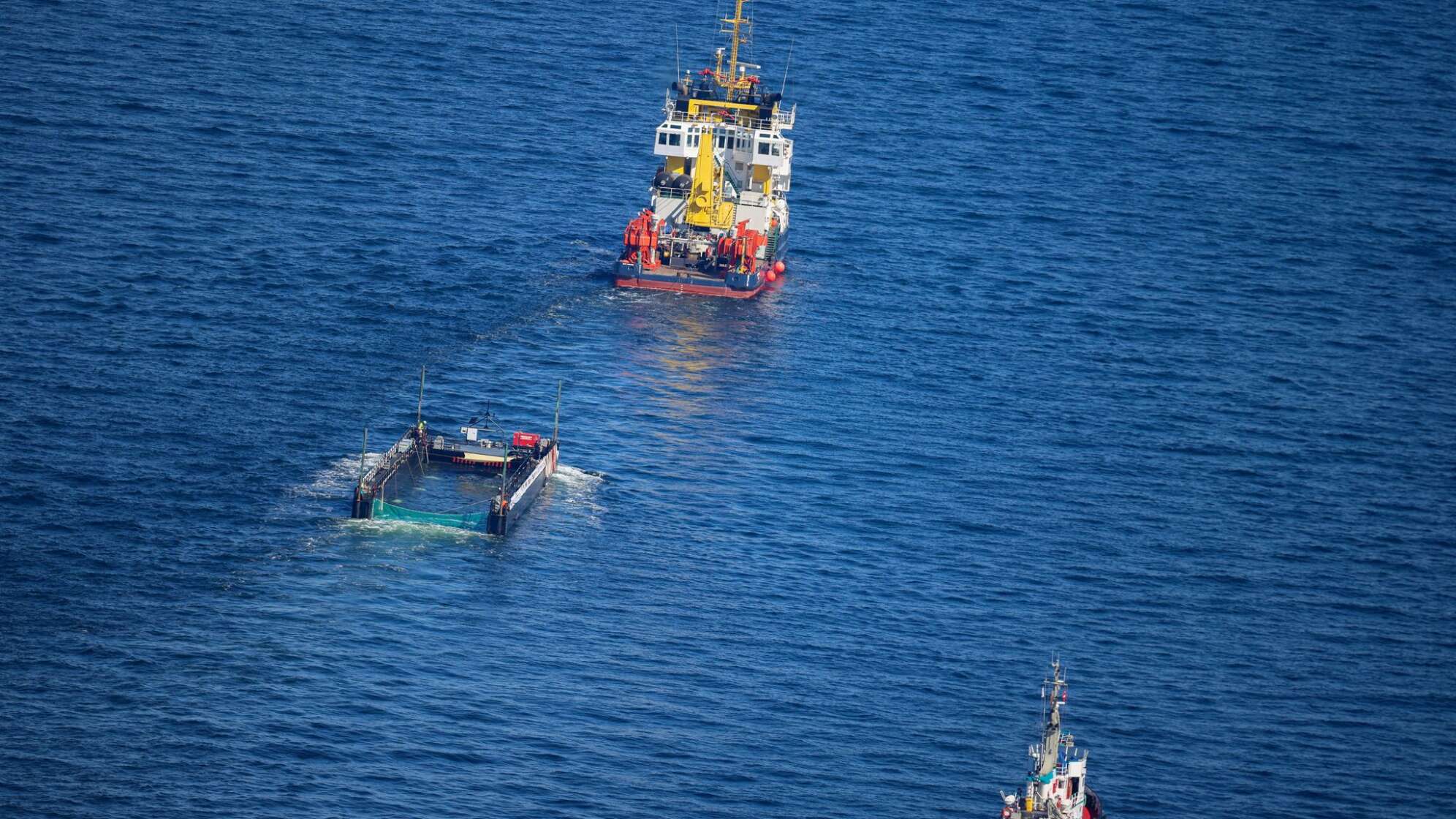 Weitere Entwicklung zum Buckelwal in der Ostsee