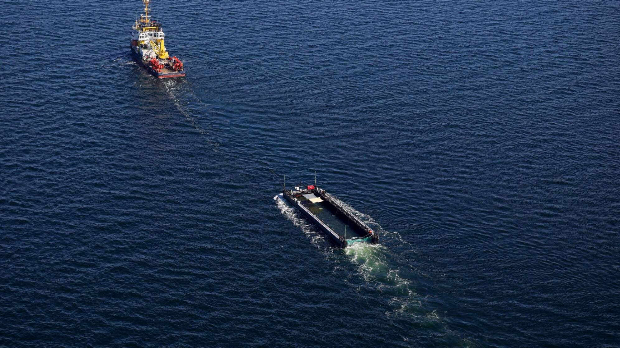 Weitere Entwicklung zum Buckelwal in der Ostsee