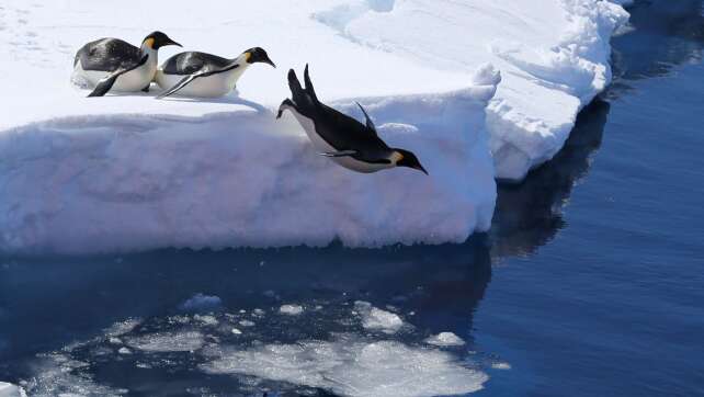 Umweltschützer: Kaum Fortschritte bei Antarktis-Tagung