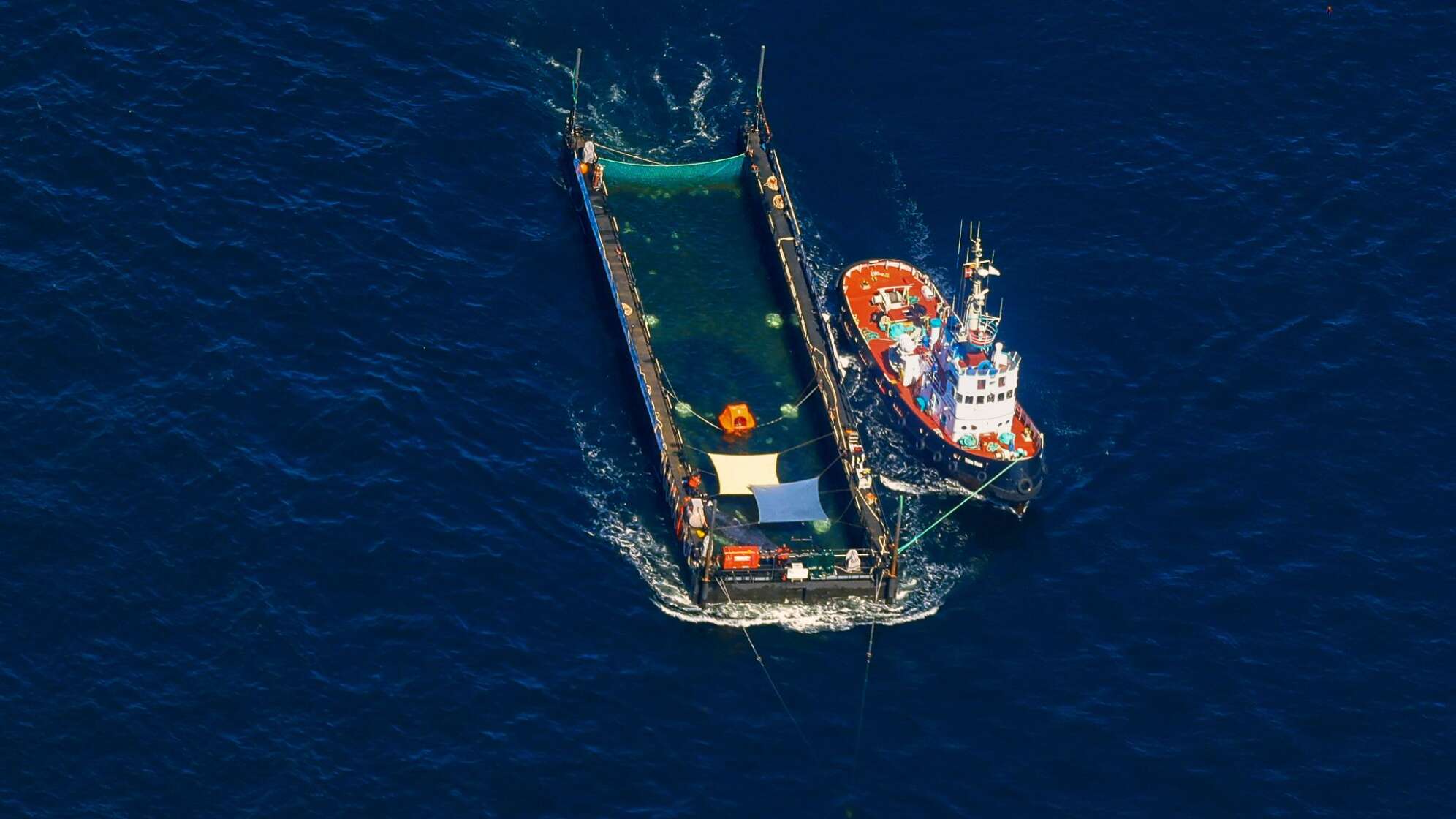 Weitere Entwicklung zum Buckelwal auf dem Weg aus der Ostsee