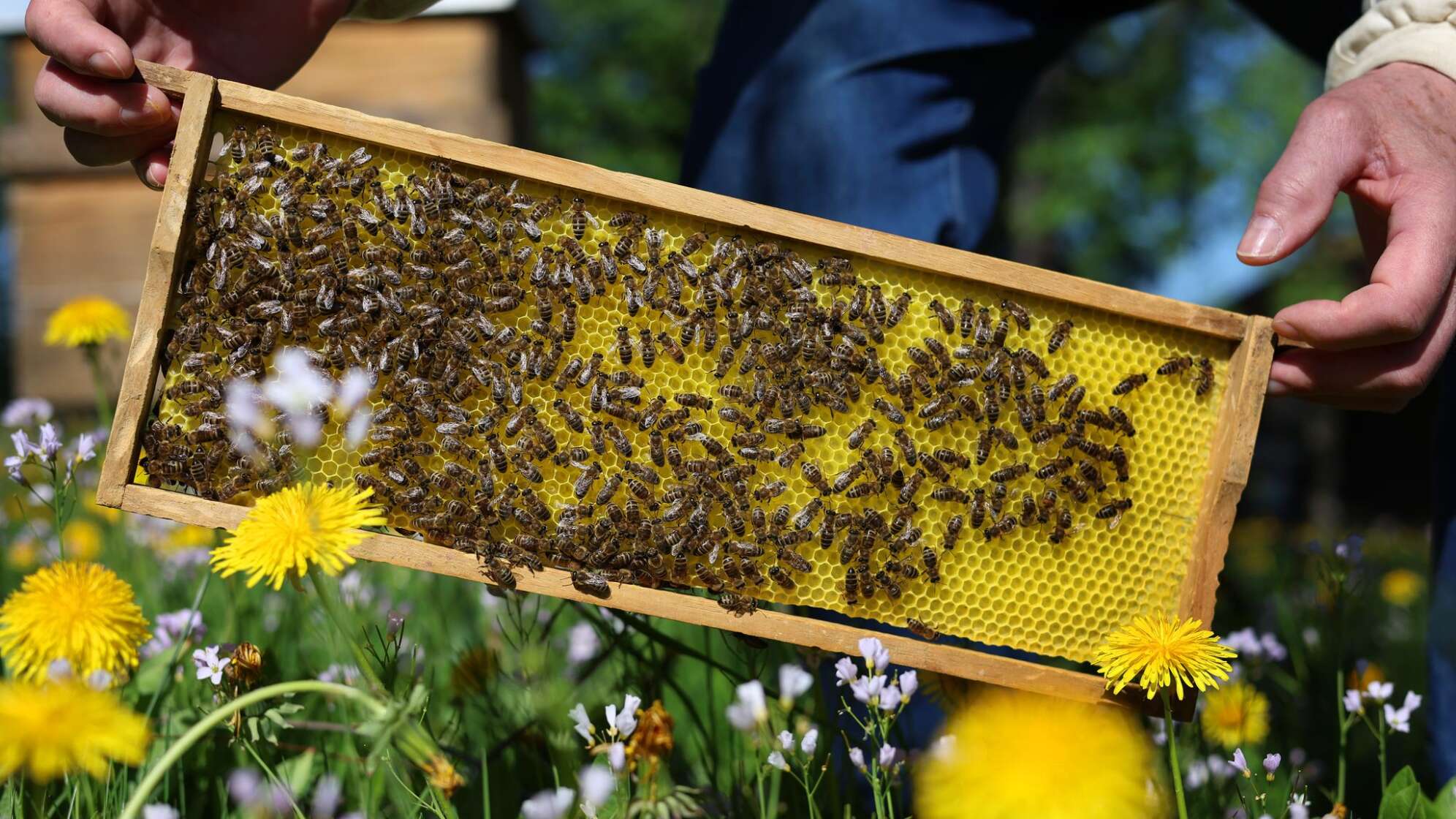 Bienen
