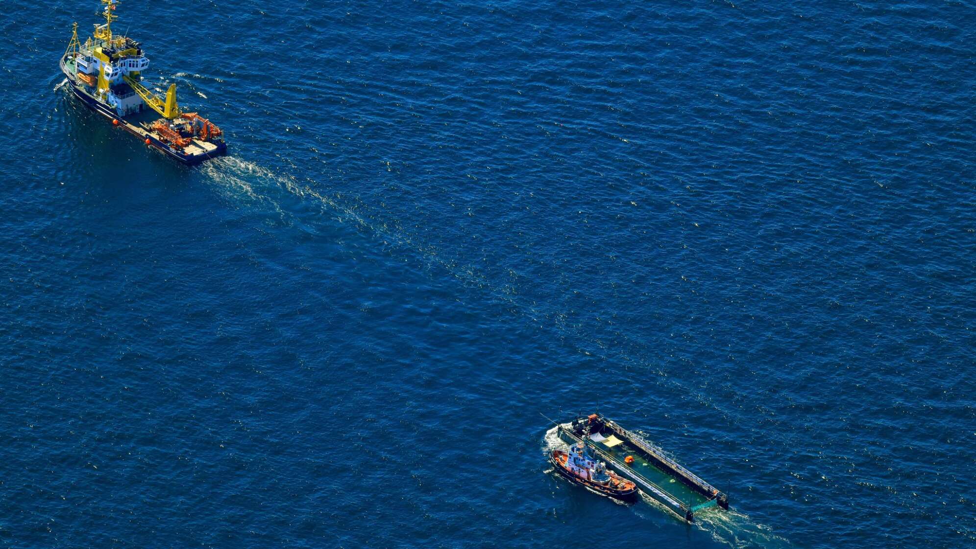 Weitere Entwicklung zum Buckelwal auf dem Weg aus der Ostsee