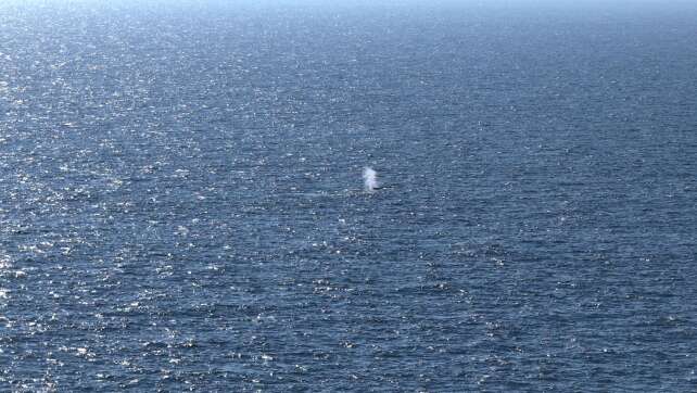 Buckelwal wieder in der Nordsee - Am Morgen von Bord