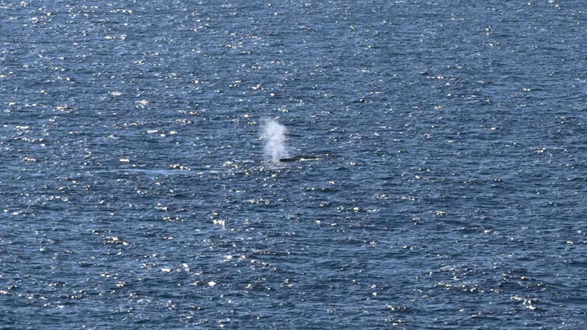 Buckelwal in der Nordsee freigesetzt