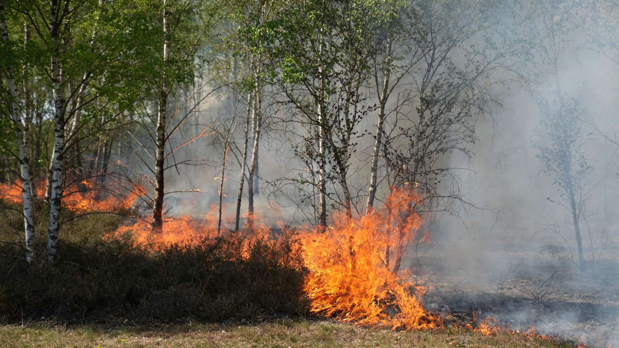 Waldbrand auf munitionsbelastetem Gelände bei Jüterbog