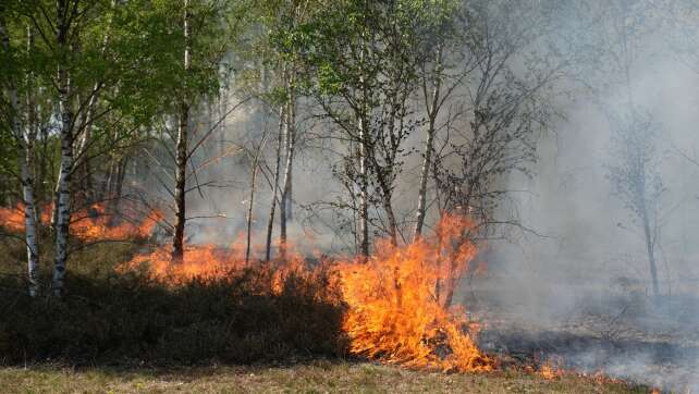 Feuerwehren kämpfen gegen etliche Waldbrände