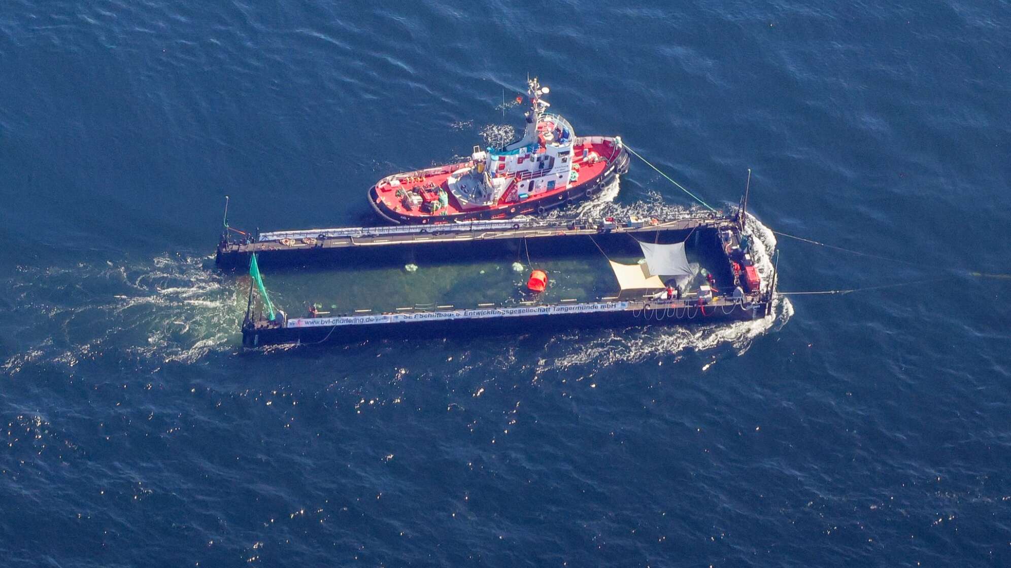 Weitere Entwicklung zum Buckelwal auf dem Weg aus der Ostsee