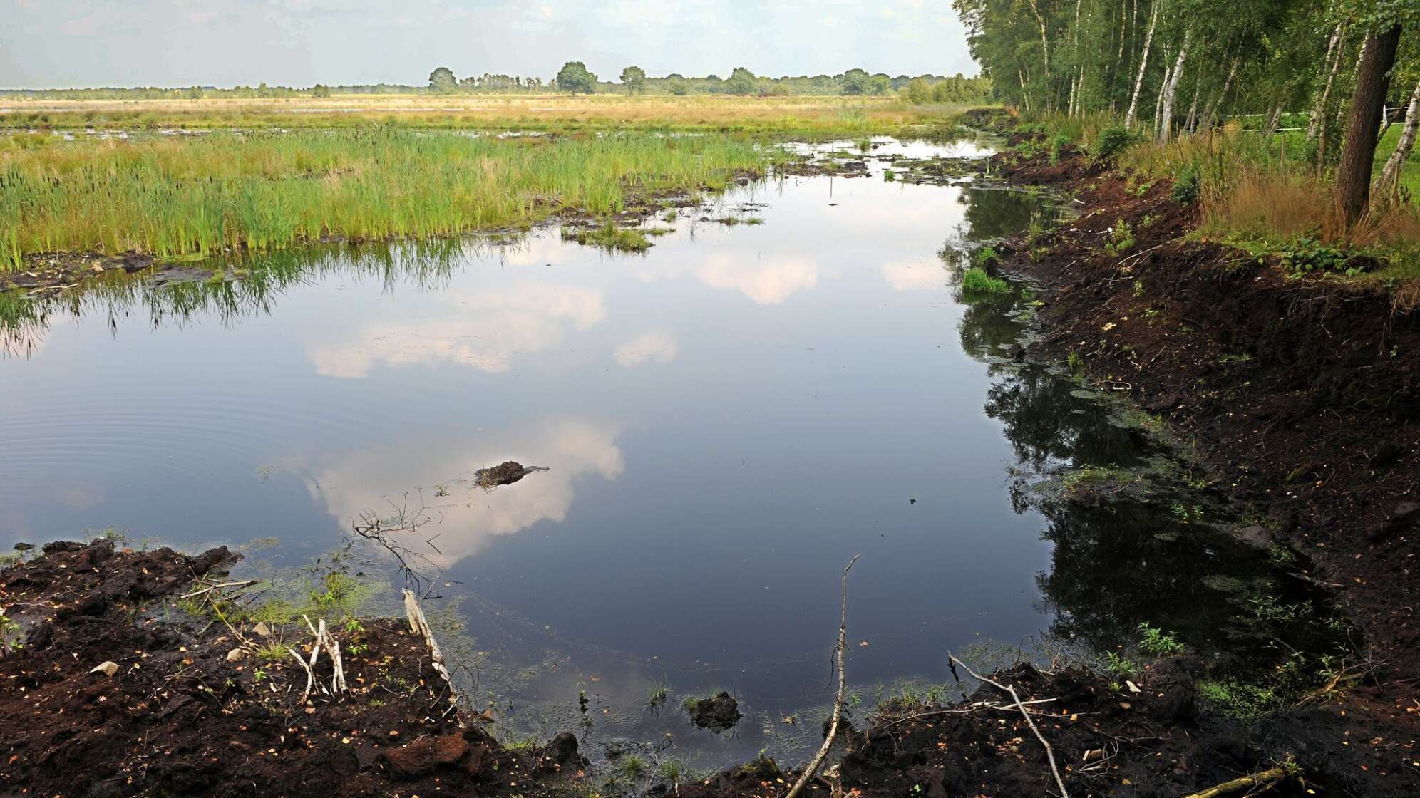 Wiedervernässtes Moor